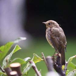 Female blackbird on bush