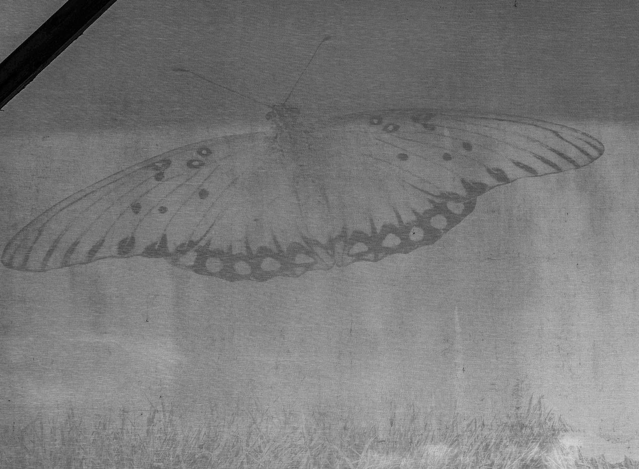 CLOSE-UP OF BUTTERFLY PERCHING