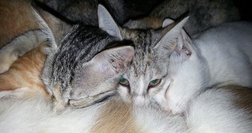 Close-up portrait of cat relaxing