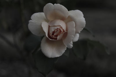 Close-up of white rose