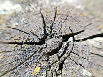 Full frame shot of tree stump