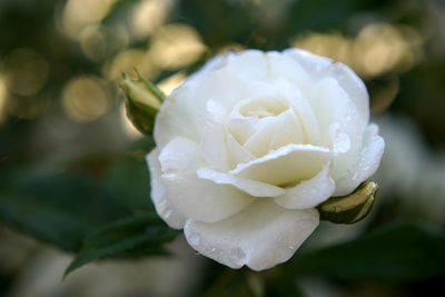 Close-up of white rose
