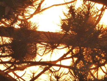 Low angle view of trees against sky during sunset