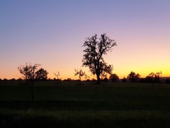 Silhouette trees on field against sky at sunset