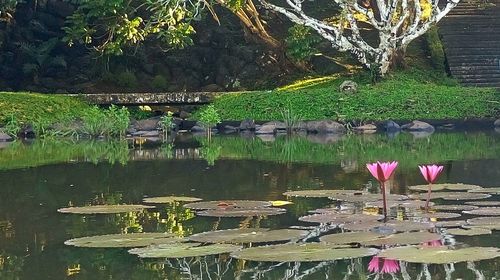 Lotus water in park