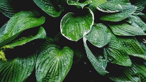 Close-up of fresh green plants