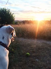 Dog on field during sunset