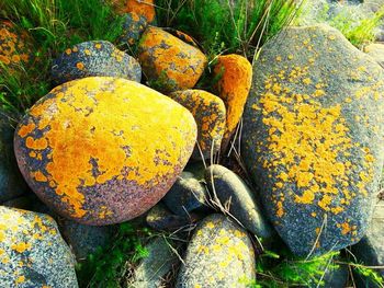 Close-up of lichens growing on rocks