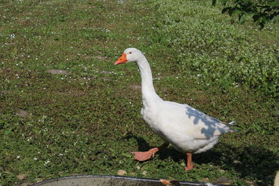 Close-up of white duck on grass