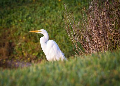 Side view of a bird on grass