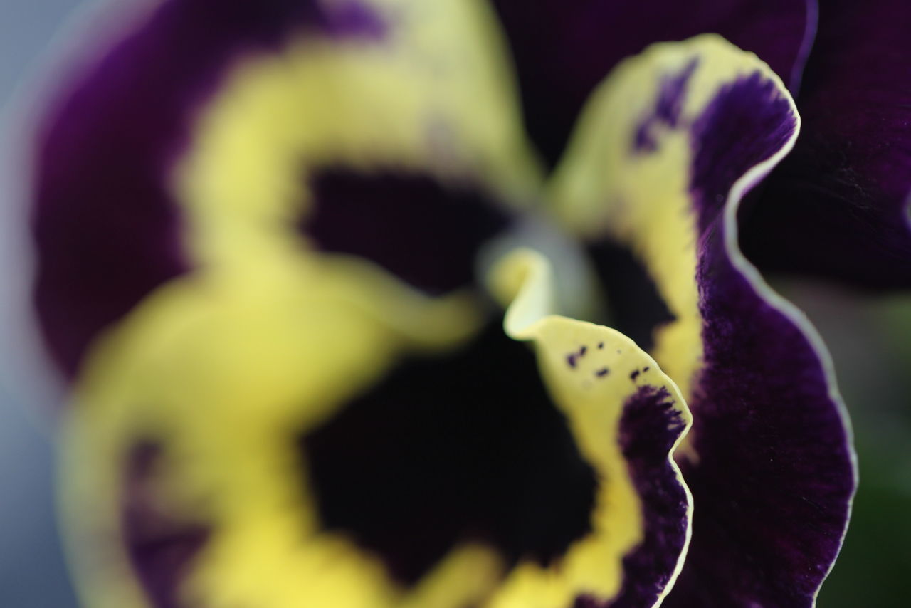 CLOSE-UP OF FLOWERING PLANT