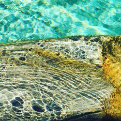 Close-up of turtle swimming in sea