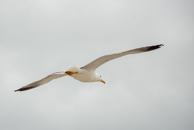 Low angle view of seagull flying