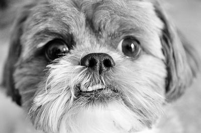 Close-up of dog