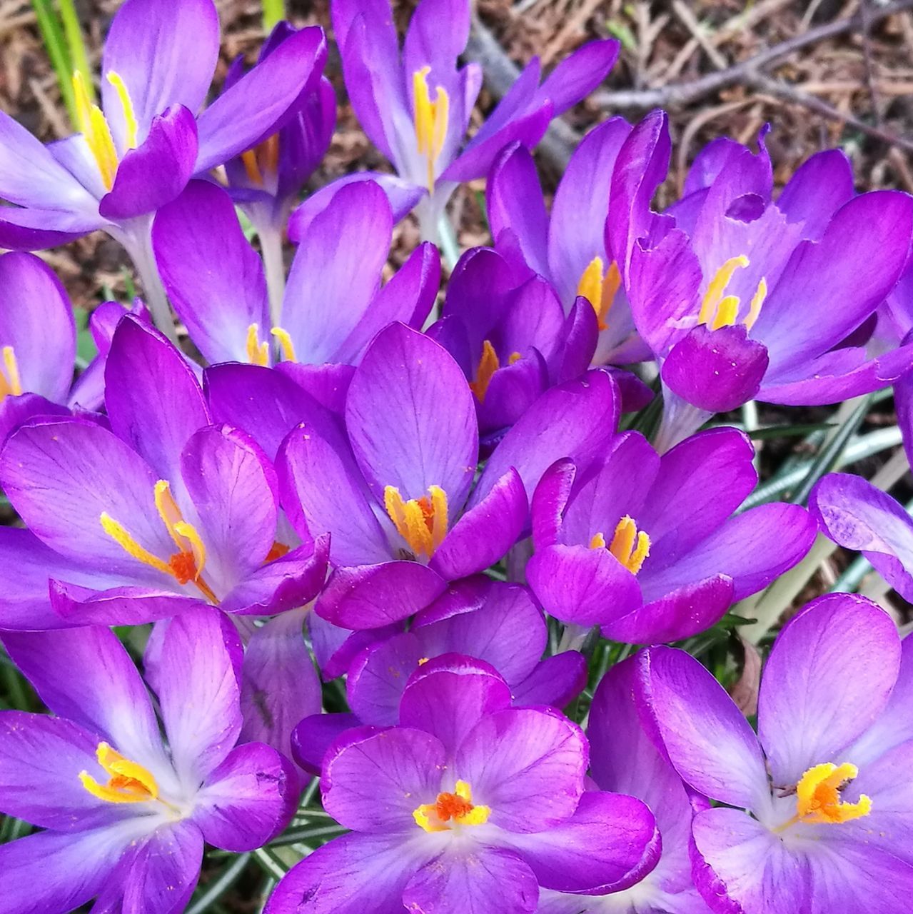 flower, purple, petal, flower head, nature, beauty in nature, blooming, freshness, fragility, growth, close-up, outdoors, orchid, no people, day