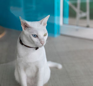 Portrait of white cat sitting on floor