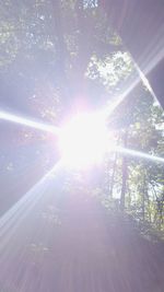 Low angle view of sun shining through trees