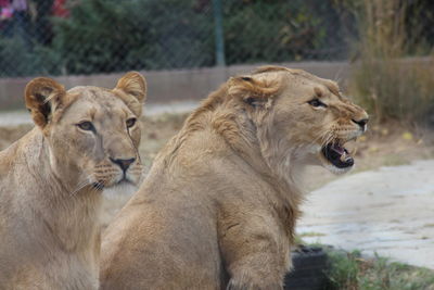 View of lions