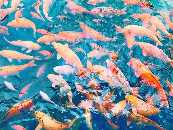Close-up of koi carps swimming in water