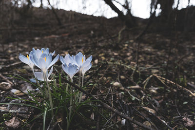 Close-up of white crocus flowers on field