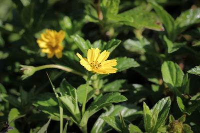 Close-up of yellow flowering plant