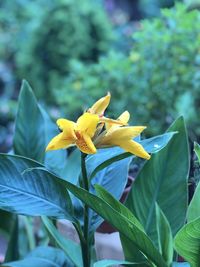 Close-up of yellow flowering plant