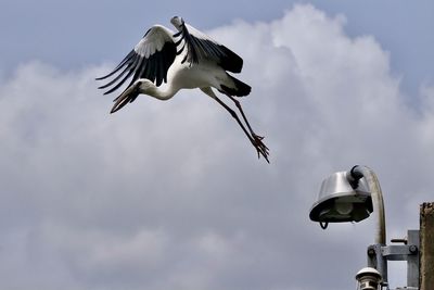 Low angle view of seagulls flying
