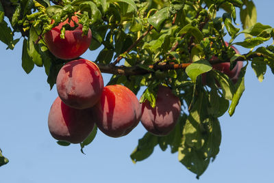 Low angle view of fruits on tree