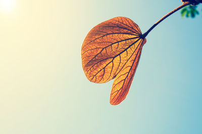 Low angle view of umbrella against clear sky