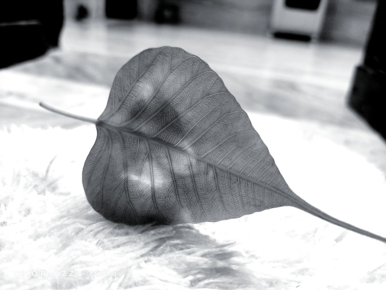 black and white, black, monochrome photography, white, monochrome, close-up, no people, indoors, focus on foreground, still life photography, nature, still life, leaf, fragility