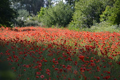 Close-up of red poppy flowers on field