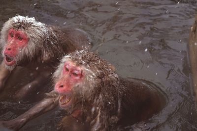 Japanese macaques in water