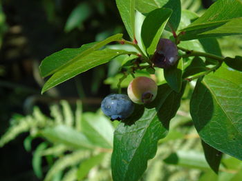Close-up of fruits on tree