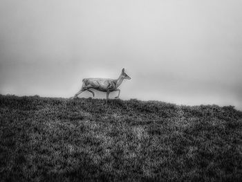 View of a horse on field