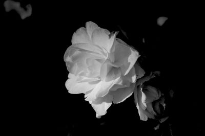 Close-up of white rose blooming outdoors