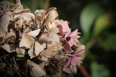 Close-up of wilted plant