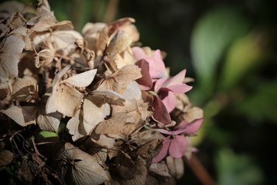 Close-up of wilted plant