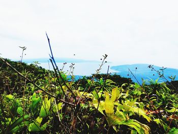 Close-up of plants growing on field against sky