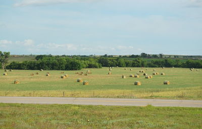 Bales of hay on grassy field