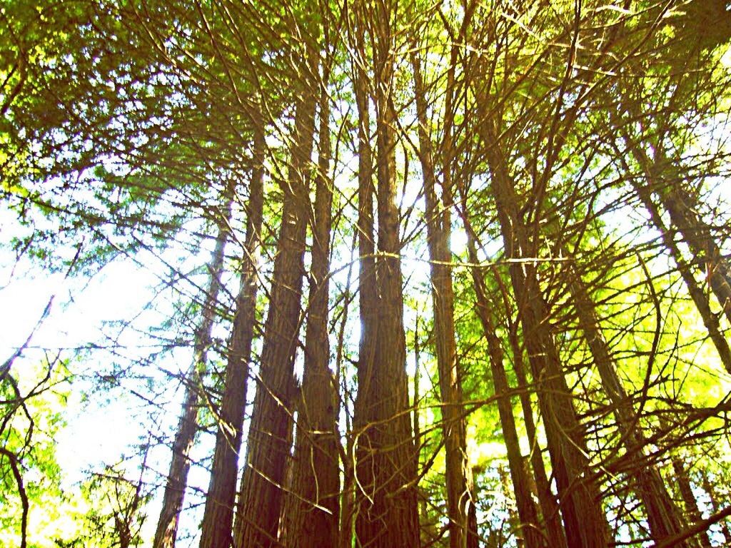 LOW ANGLE VIEW OF TREES AGAINST SKY