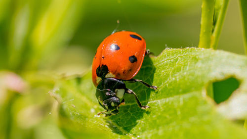 Close-up of ladybug on plant