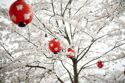 Close-up of red berries on tree