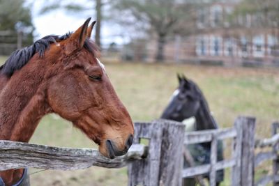 Horses in ranch