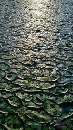 Full frame shot of water surface