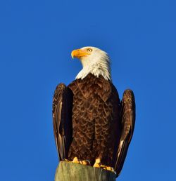 Low angle view of eagle against clear blue sky