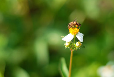 Close-up of bee on flower