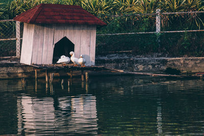 View of duck swimming in lake