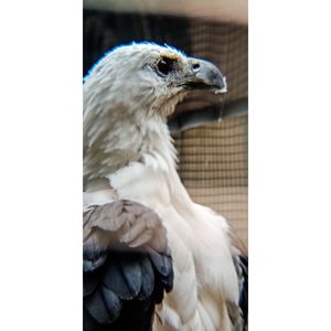 Close-up of a bird