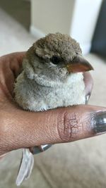 Close-up of hand holding bird