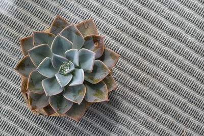 High angle view of succulent plant